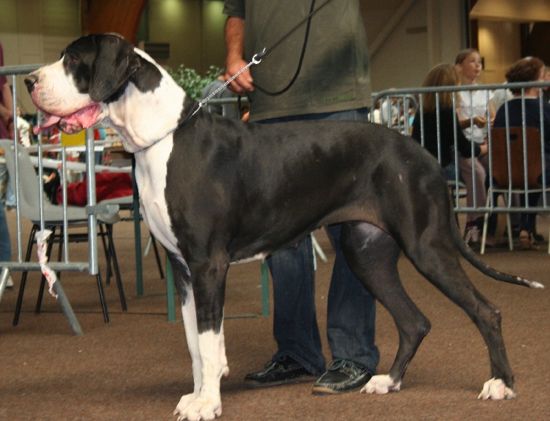 Brigitte du Petit Monterac - 2eme EXCELLENT Classe Ouverte