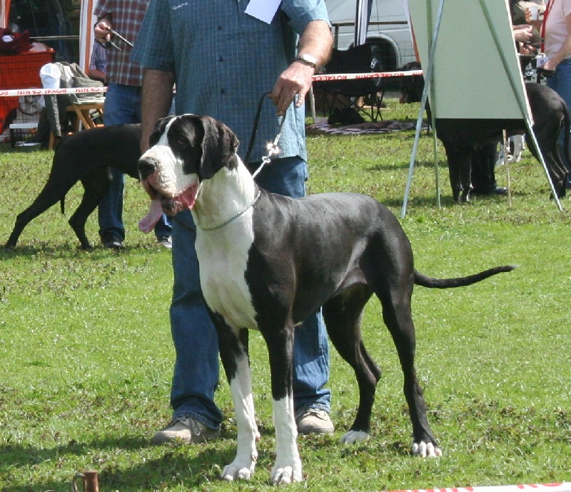 Brigitte du Petit Monterac - 1ere EXCELLENT en Classe Intermédiaire