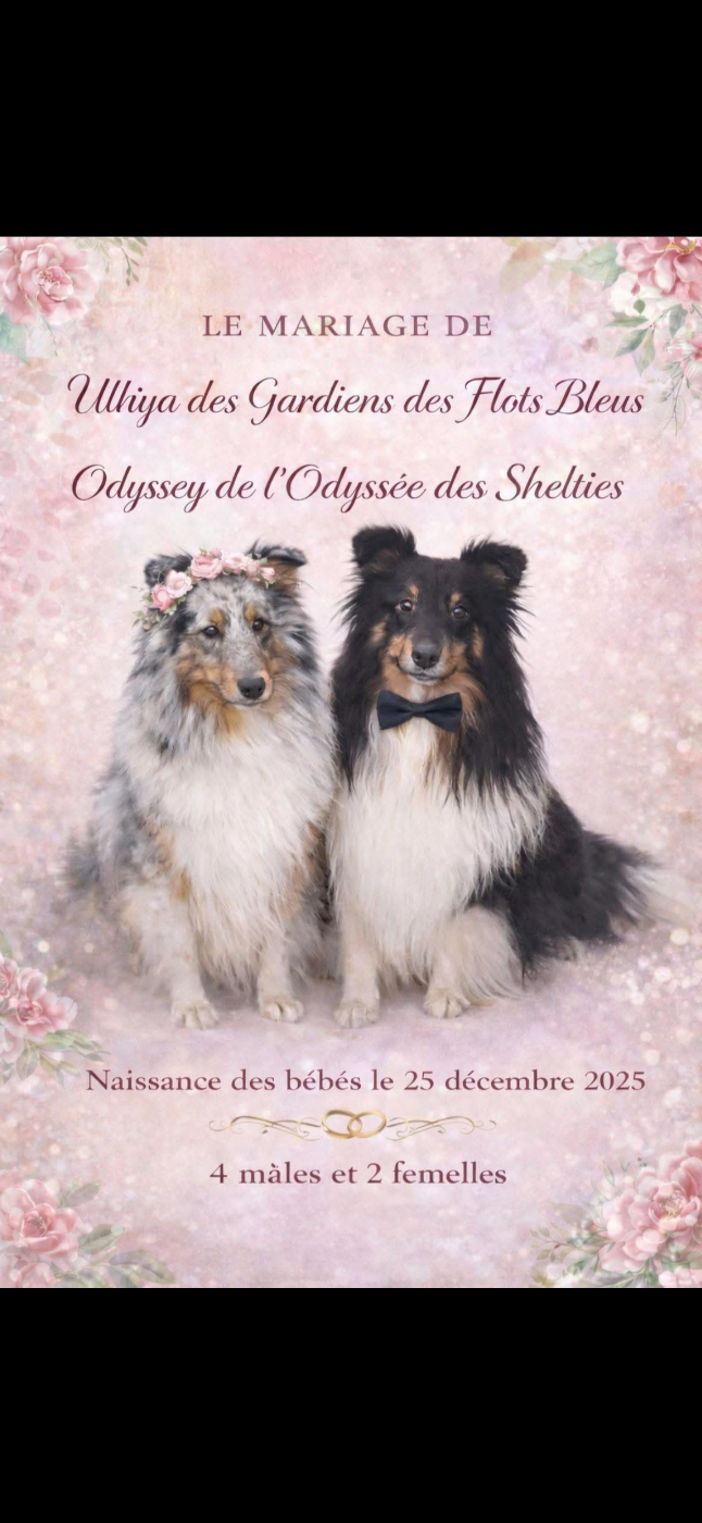 Shetland Sheepdog - Des dames Chanoinesses