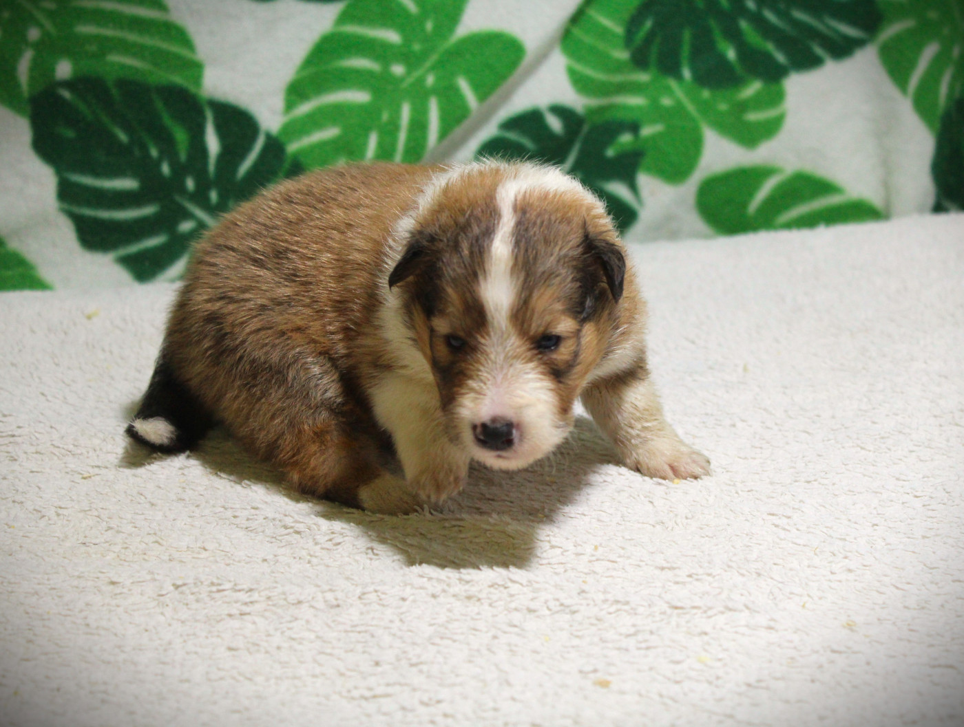 Chiot N°1 - Shetland Sheepdog