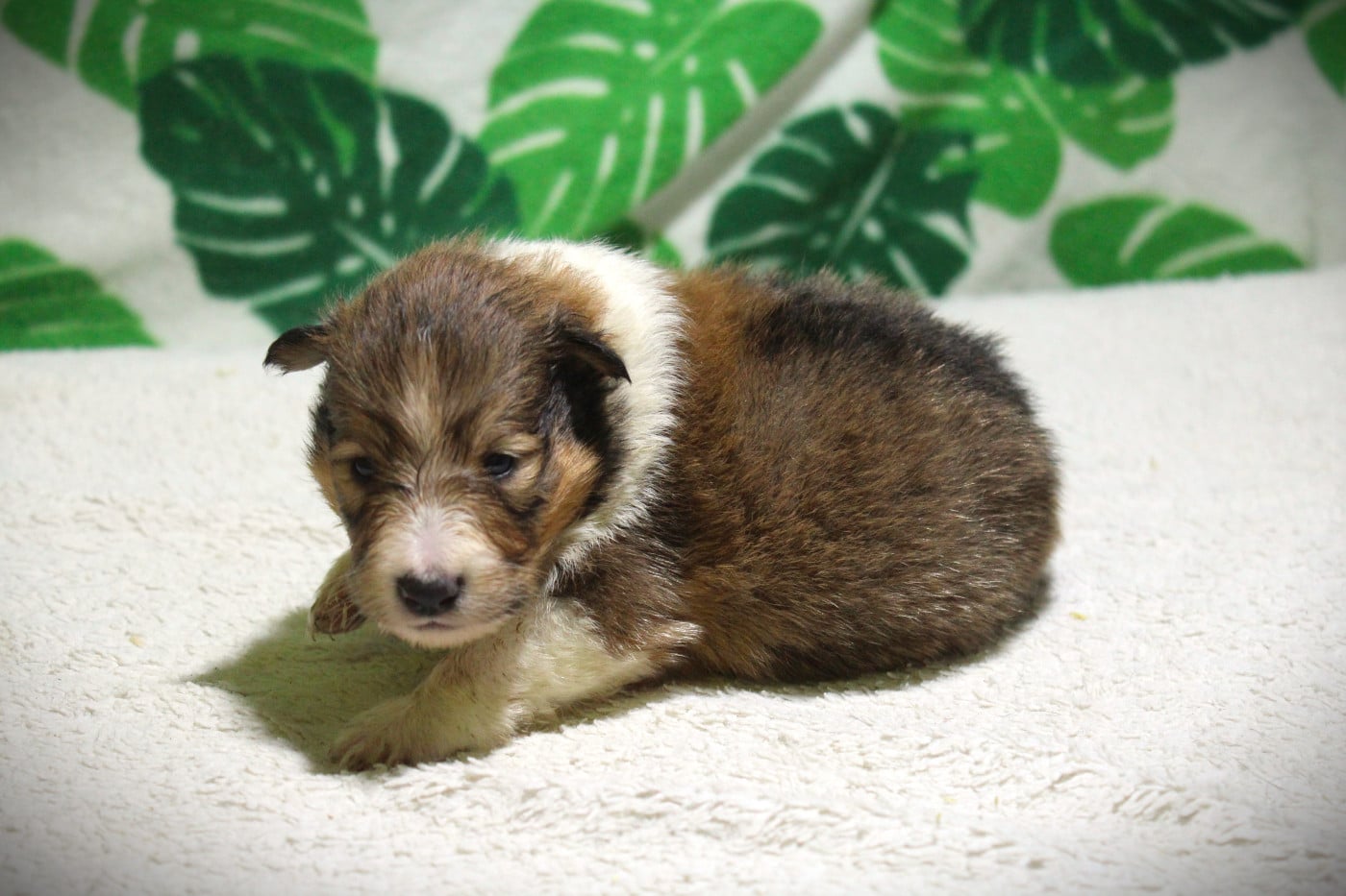 Chiot N°2 - Shetland Sheepdog