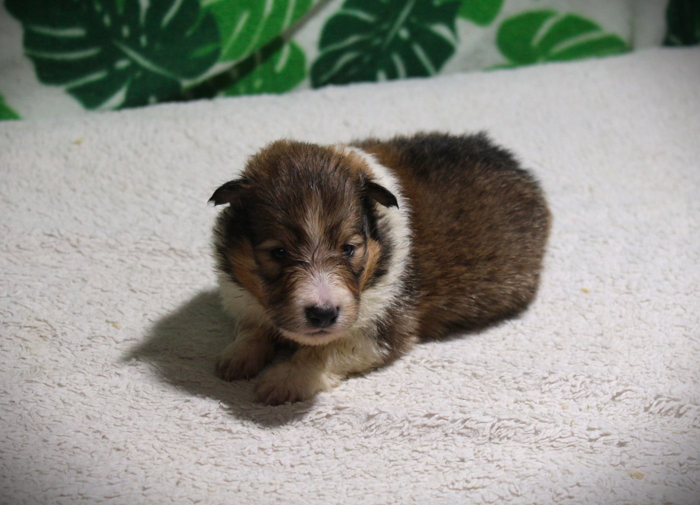 Chiot N°3 - Shetland Sheepdog