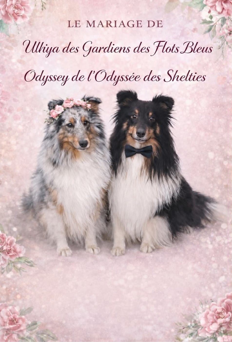 Shetland Sheepdog - Des dames Chanoinesses