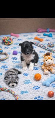 Les chiots de Shetland Sheepdog