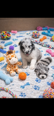 Les chiots de Shetland Sheepdog