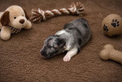 Les chiots de Shetland Sheepdog