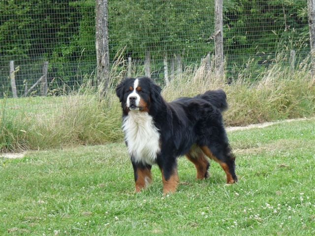 Publication : du Haras de la Vergne Auteur : HARAS DE LA VERGNE