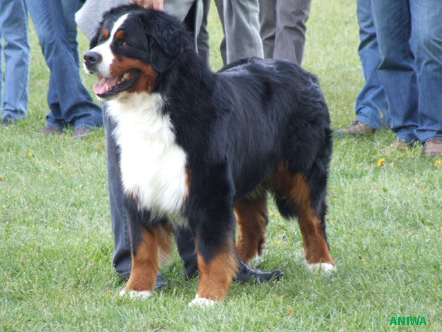 Publication : du Haras de la Vergne Auteur : HARAS DE LA VERGNE