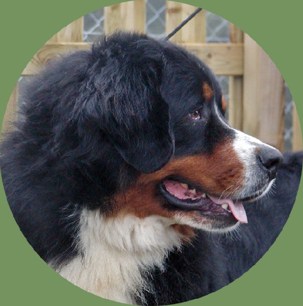 Publication : du Haras de la Vergne Auteur : HARAS DE LA VERGNE