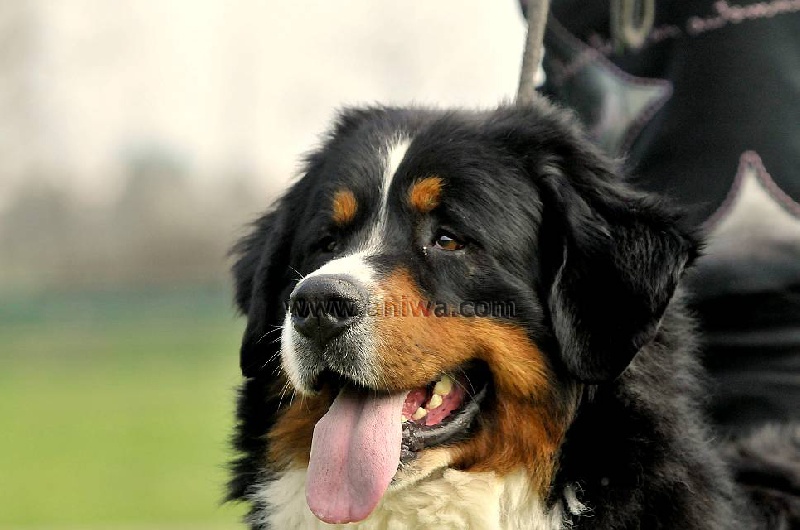 Publication : du Haras de la Vergne Auteur : HARAS DE LA VERGNE