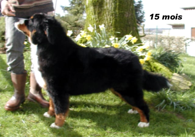 Publication : du Haras de la Vergne Auteur : HARAS DE LA VERGNE