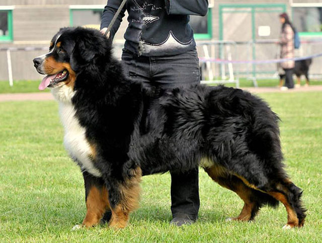 Publication : du Haras de la Vergne Auteur : HARAS DE LA VERGNE