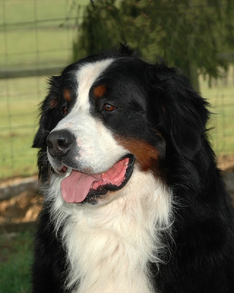 Publication : du Haras de la Vergne Auteur : HARAS DE LA VERGNE