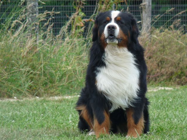 Publication : du Haras de la Vergne Auteur : HARAS DE LA VERGNE