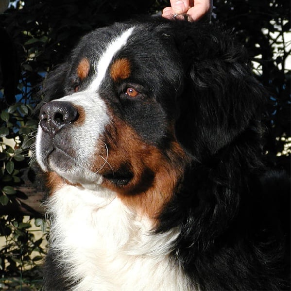 Publication : du Haras de la Vergne Auteur : HARAS DE LA VERGNE