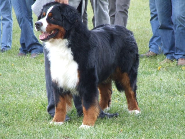 Publication : du Haras de la Vergne Auteur : HARAS DE LA VERGNE