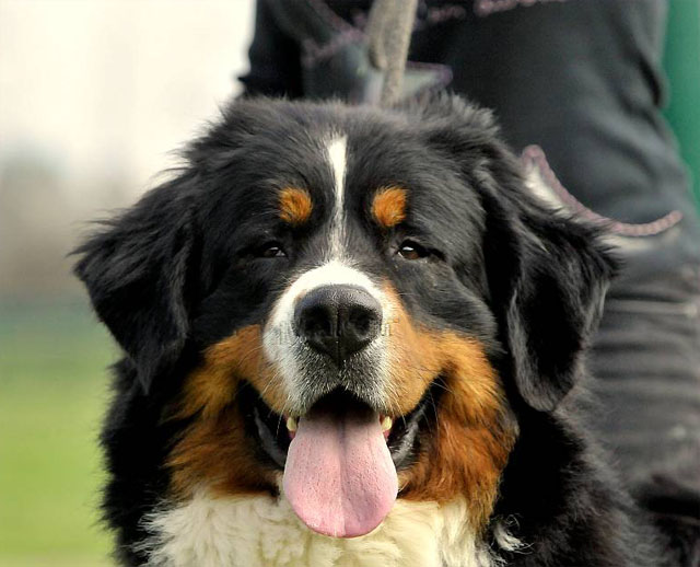 Publication : du Haras de la Vergne Auteur : HARAS DE LA VERGNE