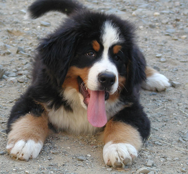 Publication : du Haras de la Vergne Auteur : HARAS DE LA VERGNE