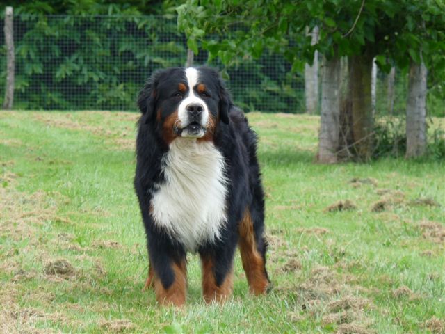 Publication : du Haras de la Vergne Auteur : HARAS DE LA VERGNE