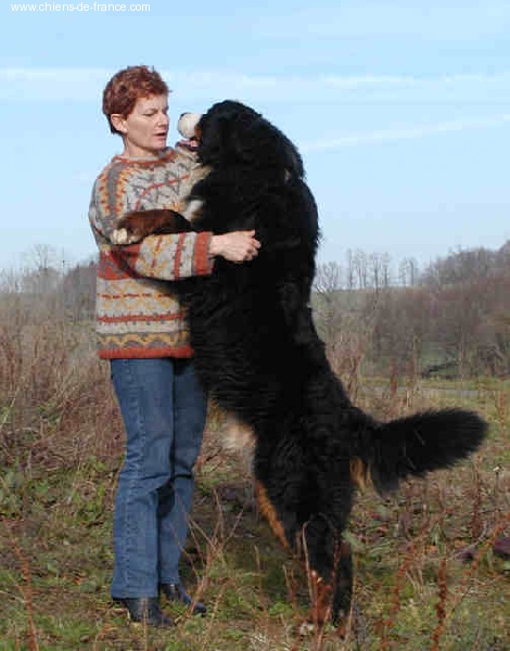 Publication : du Haras de la Vergne Auteur : HARAS DE LA VERGNE