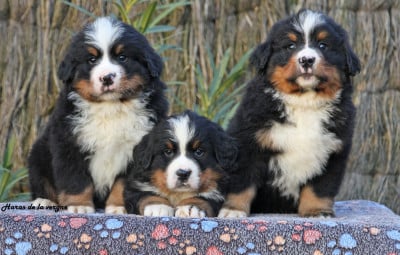 du Haras de la Vergne