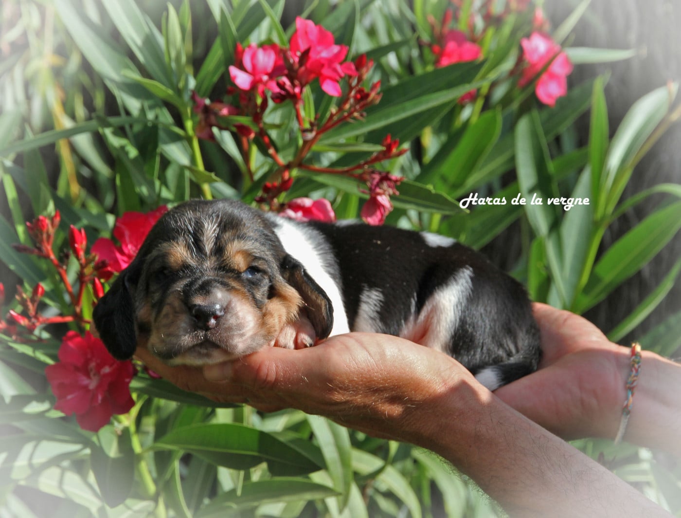 Mâle 1 - Basset Hound