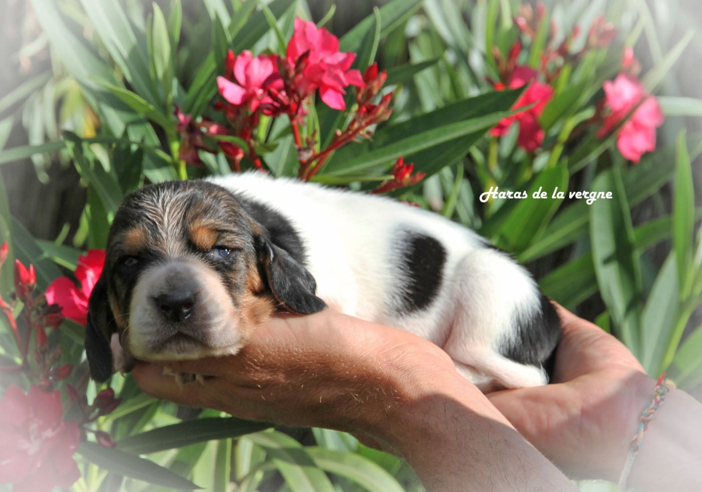 Femelle 1 - Basset Hound
