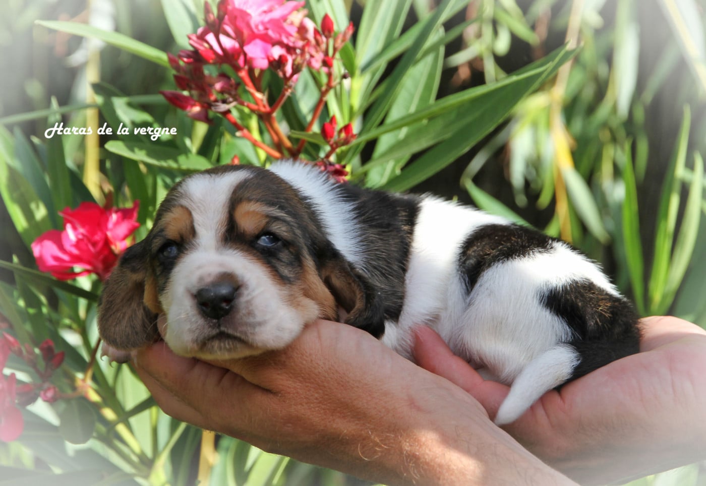 Femelle 2 - Basset Hound