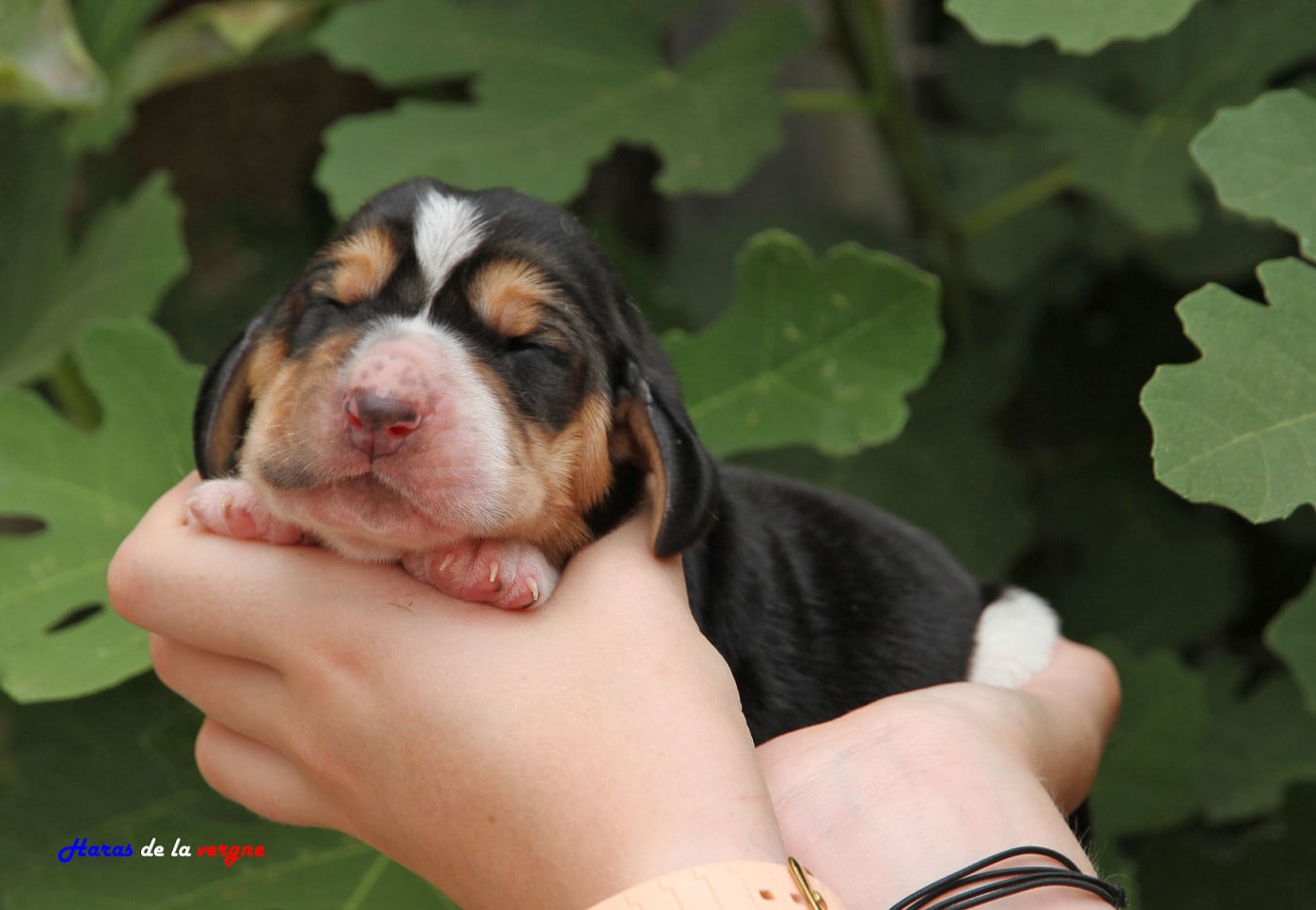 Mâle 3 - Basset Hound