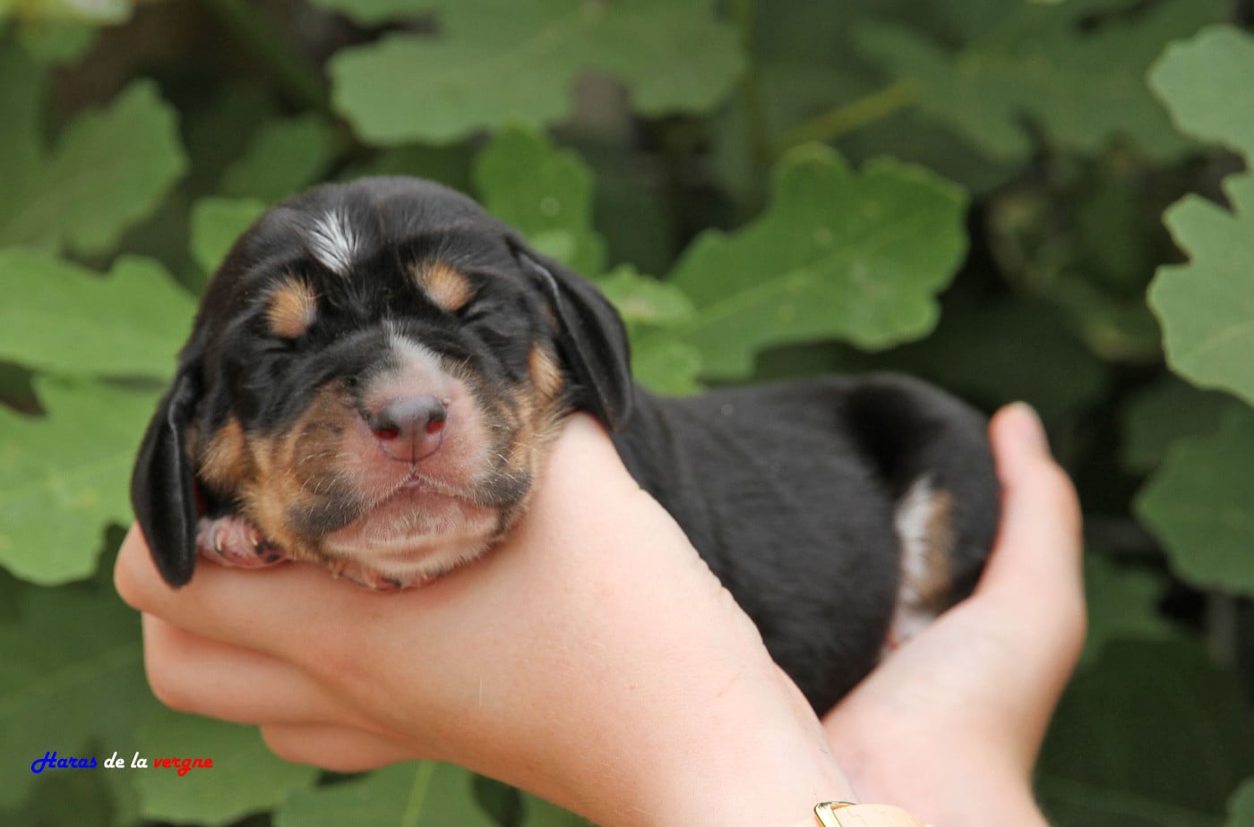 Mâle 7 - Basset Hound