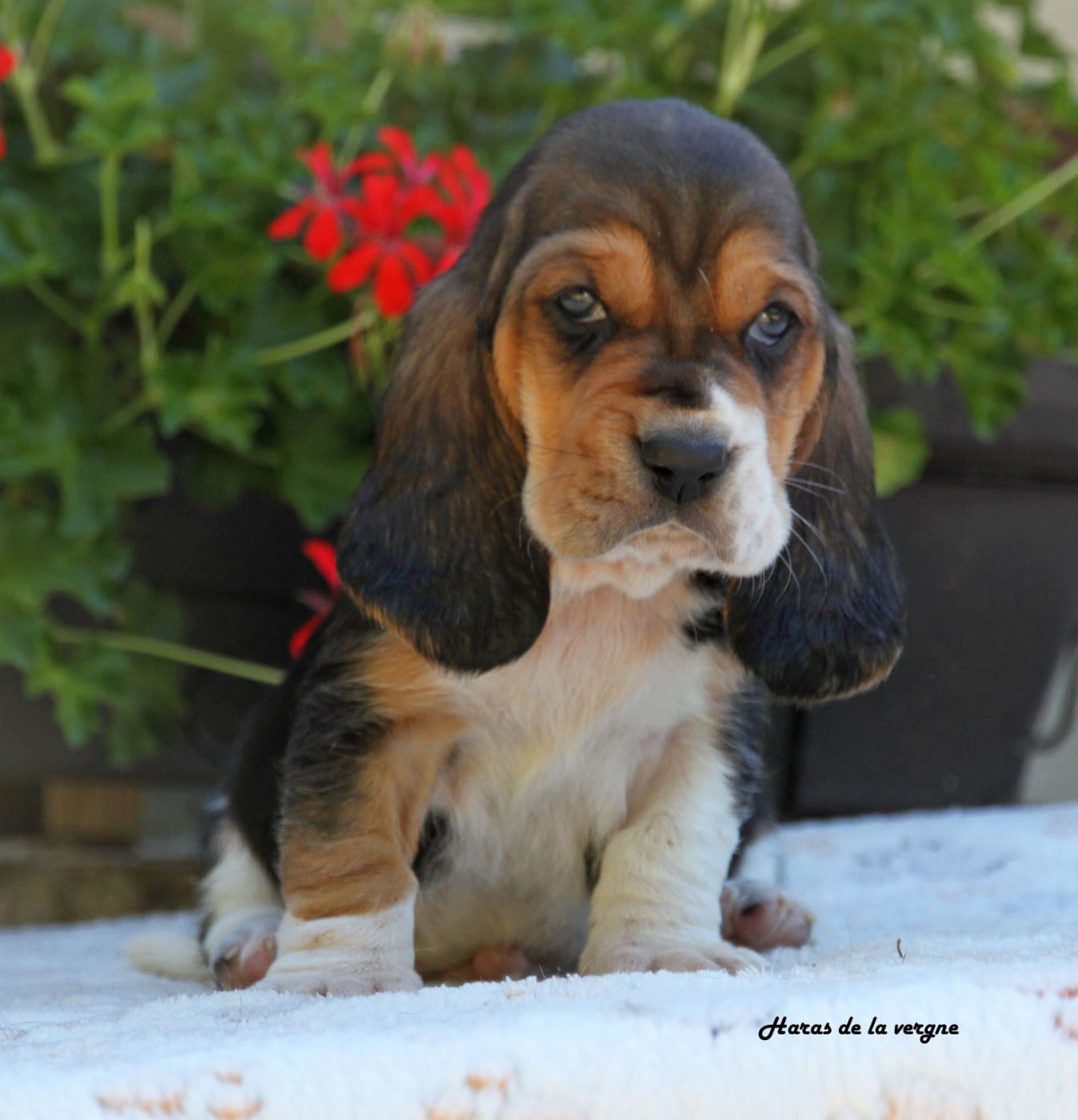 Basset Hound - du Haras de la Vergne
