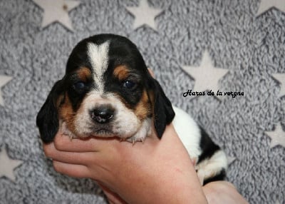 Les chiots de Basset Hound