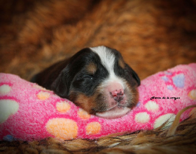 Les chiots de Bouvier Bernois
