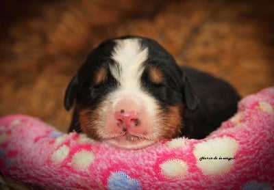 Les chiots de Bouvier Bernois