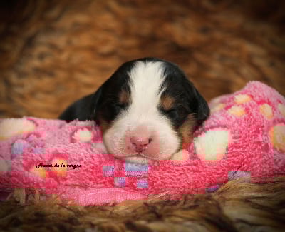 Les chiots de Bouvier Bernois
