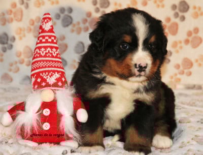 Les chiots de Bouvier Bernois