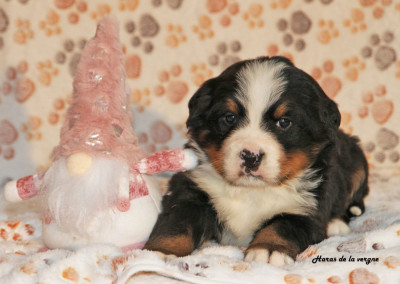 Les chiots de Bouvier Bernois