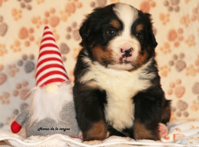 Les chiots de Bouvier Bernois