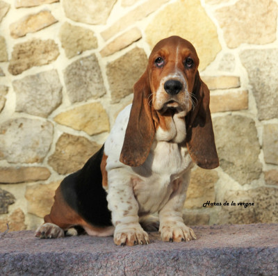 Les chiots de Basset Hound