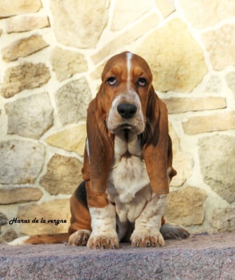Les chiots de Basset Hound