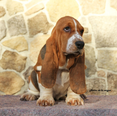 Les chiots de Basset Hound