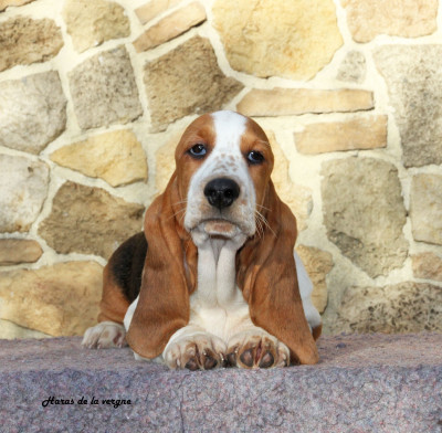Les chiots de Basset Hound
