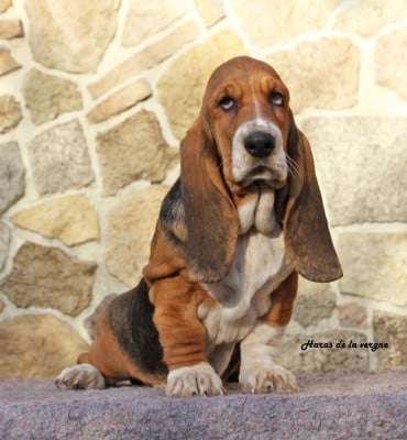 Les chiots de Basset Hound