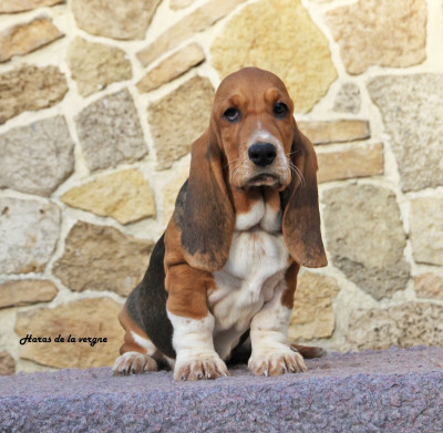 Les chiots de Basset Hound