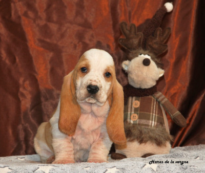 Les chiots de Basset Hound