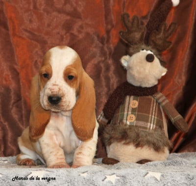 Les chiots de Basset Hound