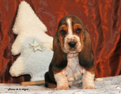 Les chiots de Basset Hound