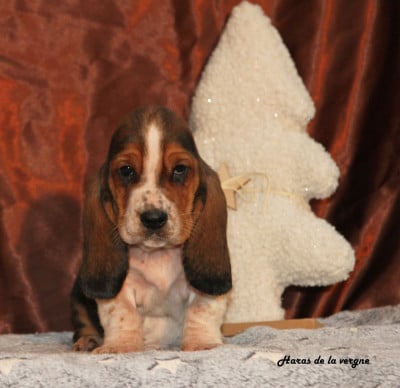 Les chiots de Basset Hound