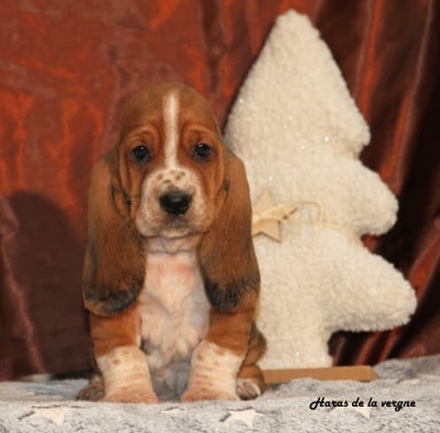 Les chiots de Basset Hound