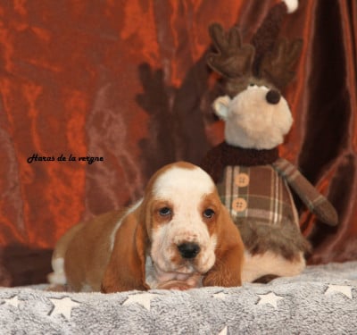 Les chiots de Basset Hound